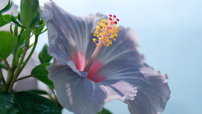 Hibiscus Package