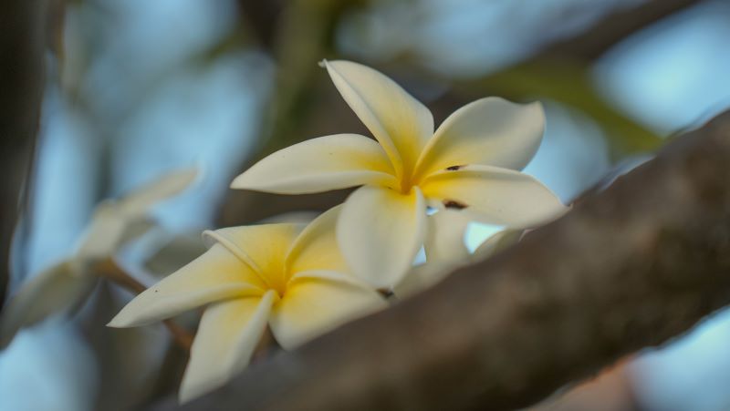 Plumeria Package